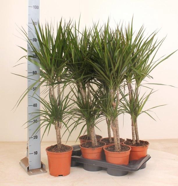 <h4>DRA MARGINATA</h4>