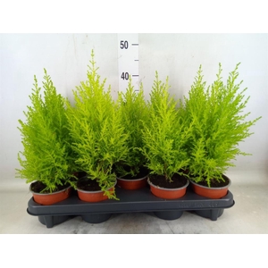 Cupressus macro. 'Goldcrest Wilma'