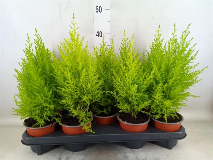 <h4>Cupressus macro. 'Goldcrest Wilma'</h4>