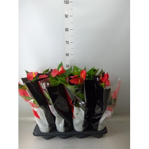 Anthurium andr. 'Michigan'