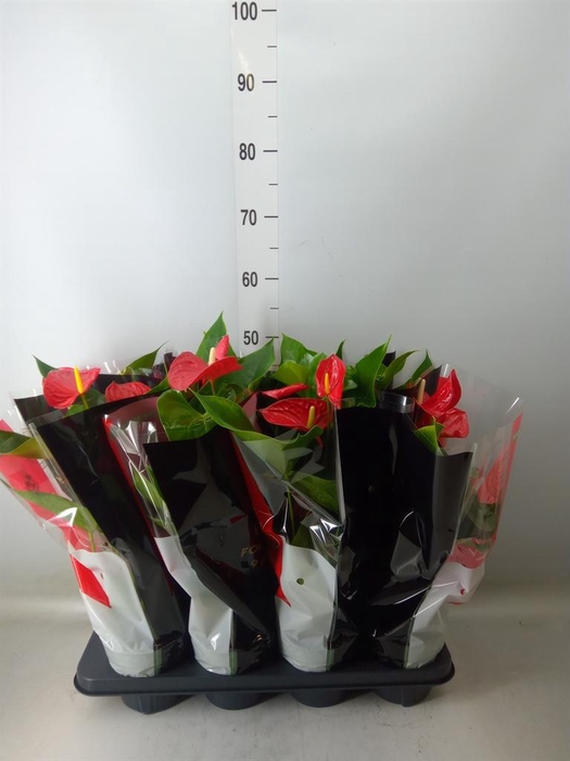 <h4>Anthurium andr. 'Michigan'</h4>