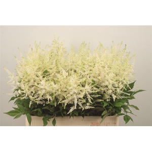Astilbe Wasingthon White X50