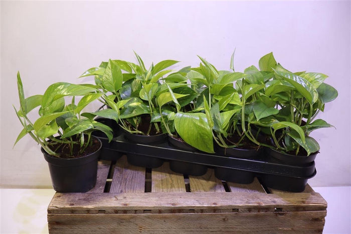 <h4>arr8 Epipr Aureum</h4>