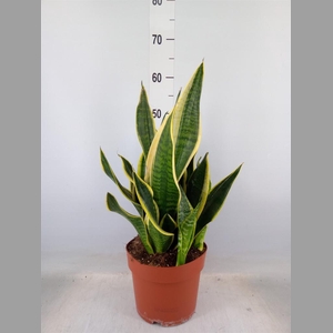Sansevieria trifa. 'Laurentii'