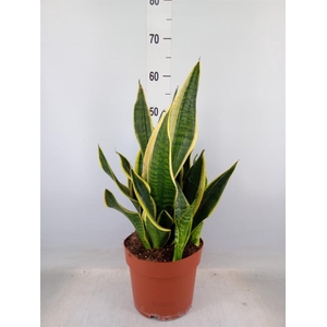 Sansevieria trifa. 'Laurentii'
