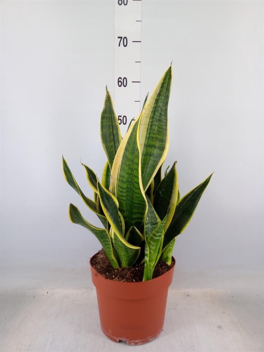 <h4>Sansevieria trifa. 'Laurentii'</h4>