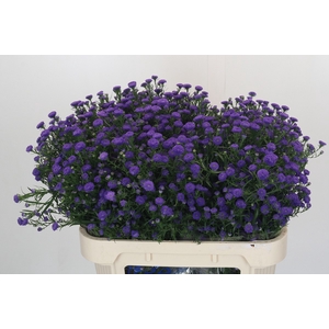 Aster Baby Parade