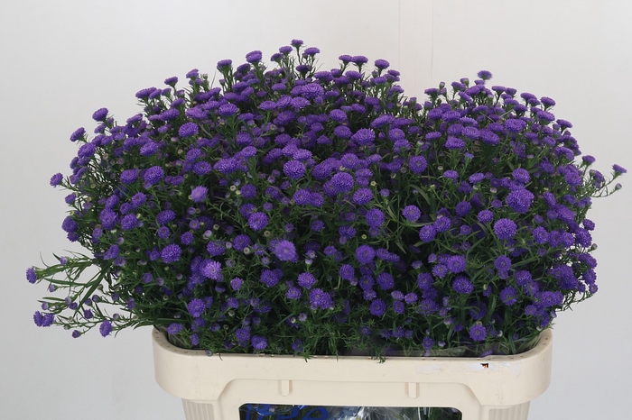 Aster Baby Parade
