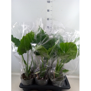 Alocasia gageana