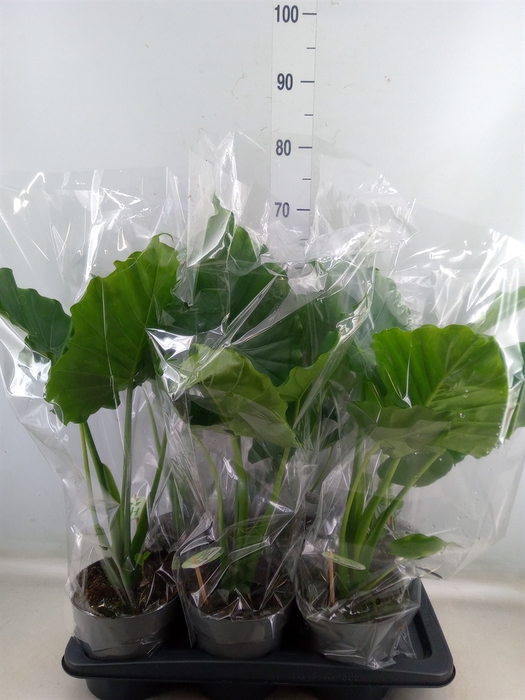 <h4>Alocasia gageana</h4>