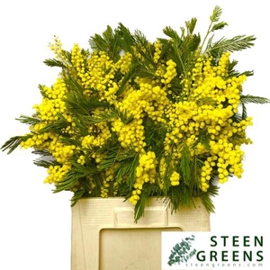 ACACIA BAILEYA BL BS