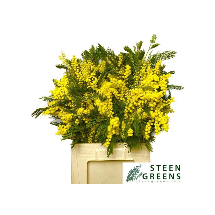 <h4>ACACIA BAILEYA BL BS</h4>