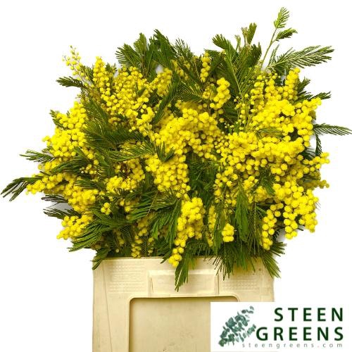 <h4>ACACIA BAILEYA BL BS</h4>