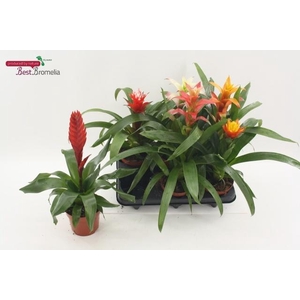BROMELIA GEM