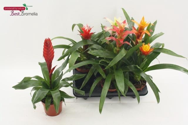<h4>BROMELIA GEM</h4>