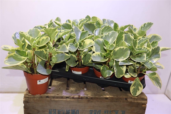 <h4>arr8 Pep Obt Variegata</h4>