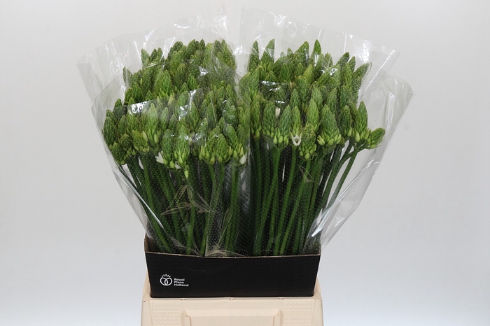 <h4>Ornithogalum Mount Fuji</h4>