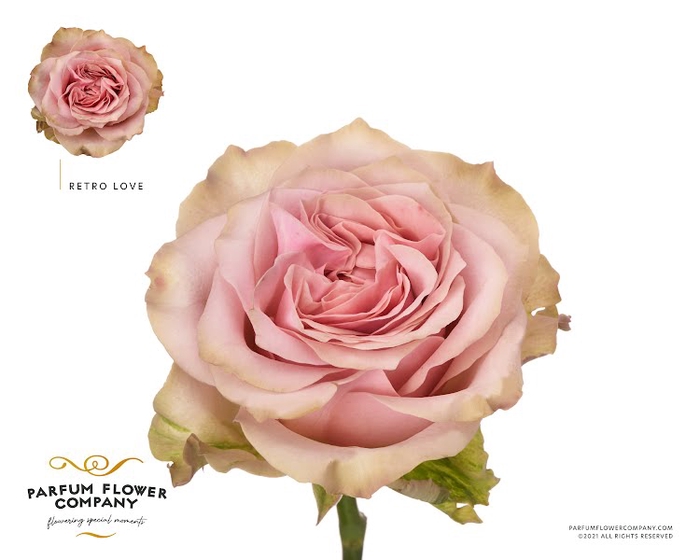 <h4>Rosa Garden Retro Love!</h4>