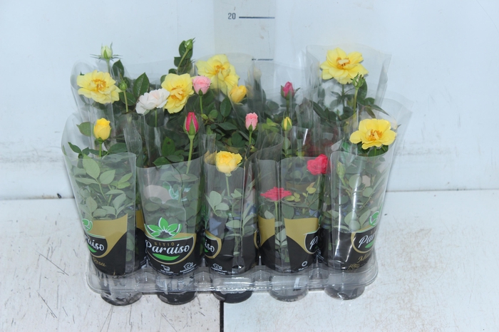 <h4>ROSEIRA MINI P06</h4>