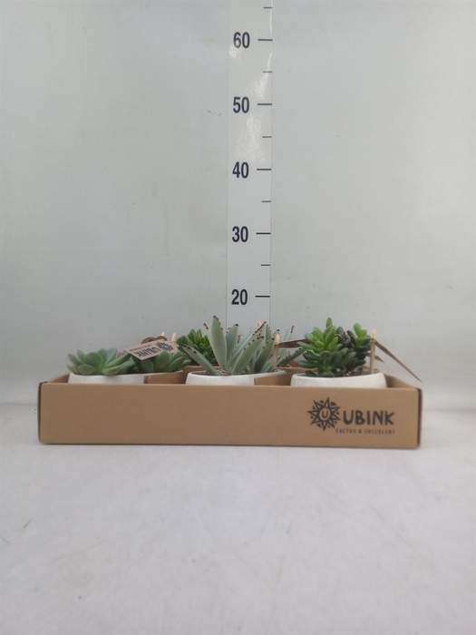 <h4>Succulents   ...</h4>