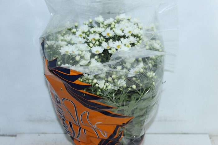 <h4>CRISANTEMO BOLA BELGA P20 BRANCO</h4>
