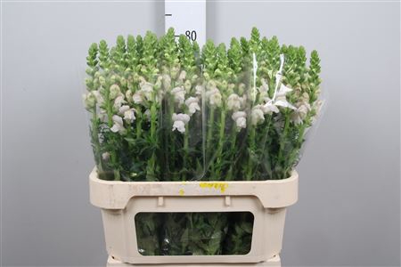 <h4>Antir Costa Silver</h4>