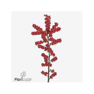 Ilex verticillata brit buys