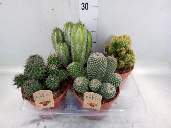 <h4>Cactus   ...mix</h4>