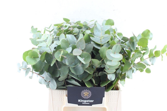 <h4>EUCA CINEREA</h4>