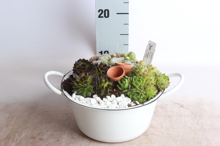 <h4>ARR SEMPERVIVUM</h4>