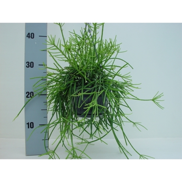 <h4>Rhipsalis neves-armondii</h4>