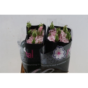 R Gr Victorian Maria Pia