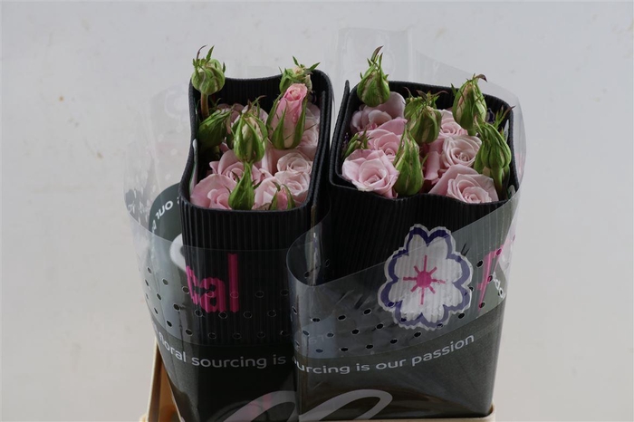 <h4>R Gr Victorian Maria Pia</h4>