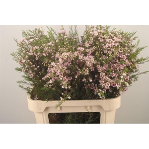 Chamelaucium Wendy Rose