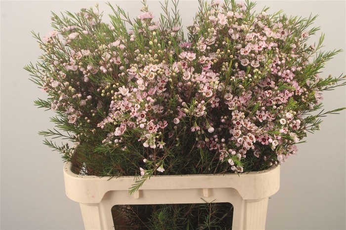 <h4>Chamelaucium Wendy Rose</h4>