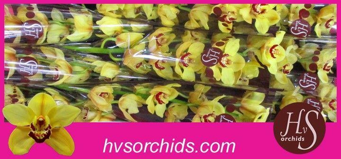 <h4>CYMB T RIJSENHOUT 50 CM</h4>