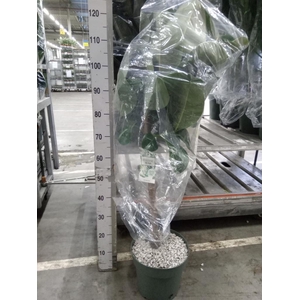 Ficus elastica 'Robusta'
