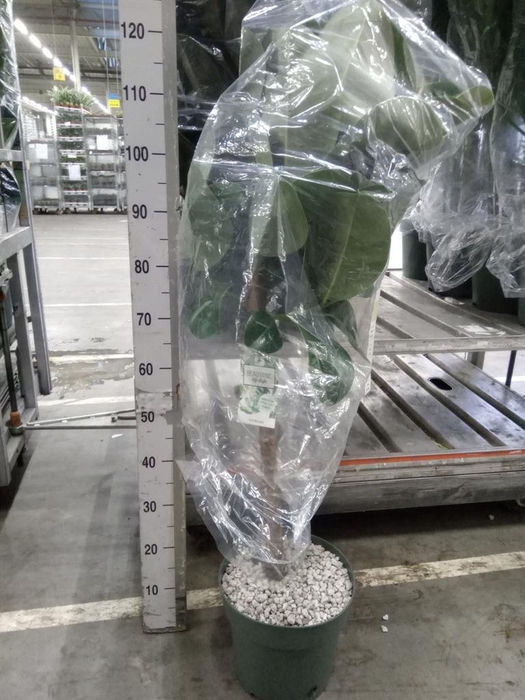 <h4>Ficus elastica 'Robusta'</h4>