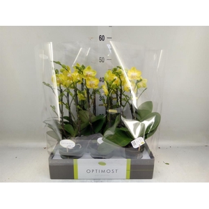 Phalaenopsis multi. 'Ant Arezzo'