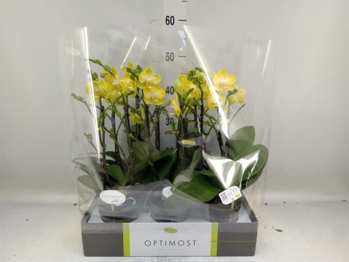 <h4>Phalaenopsis multi. 'Ant Arezzo'</h4>