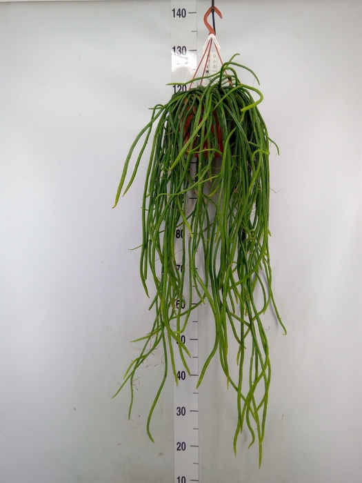 <h4>Rhipsalis   ...</h4>