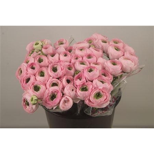 Ran.. Su Confetto Pink Extra