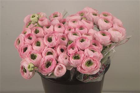 <h4>Ran.. Su Confetto Pink Extra</h4>