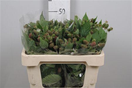 <h4>Rubus Fr Chester</h4>