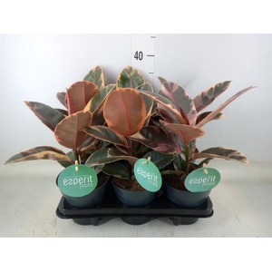 Ficus elastica 'Belize'