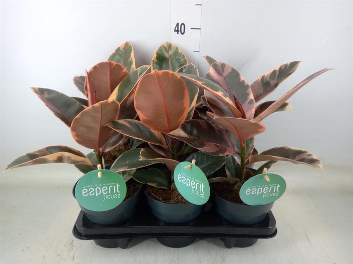<h4>Ficus elastica 'Belize'</h4>