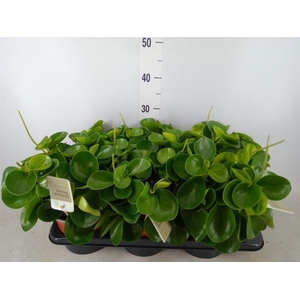 Peperomia obt. 'Green Gold'