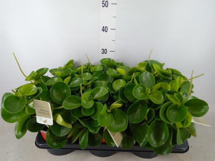<h4>Peperomia obt. 'Green Gold'</h4>
