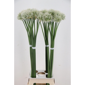 ALLIUM MOUNT EVEREST