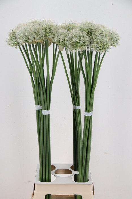 <h4>ALLIUM MOUNT EVEREST</h4>